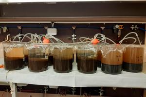 Sediment remediation, samples in a laboratory.