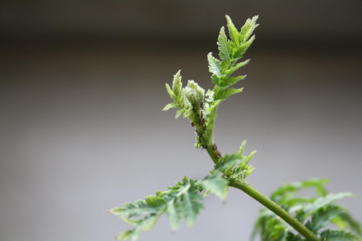Aphid