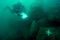 Sea Star Monitoring