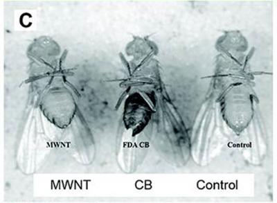 Fruit Flies