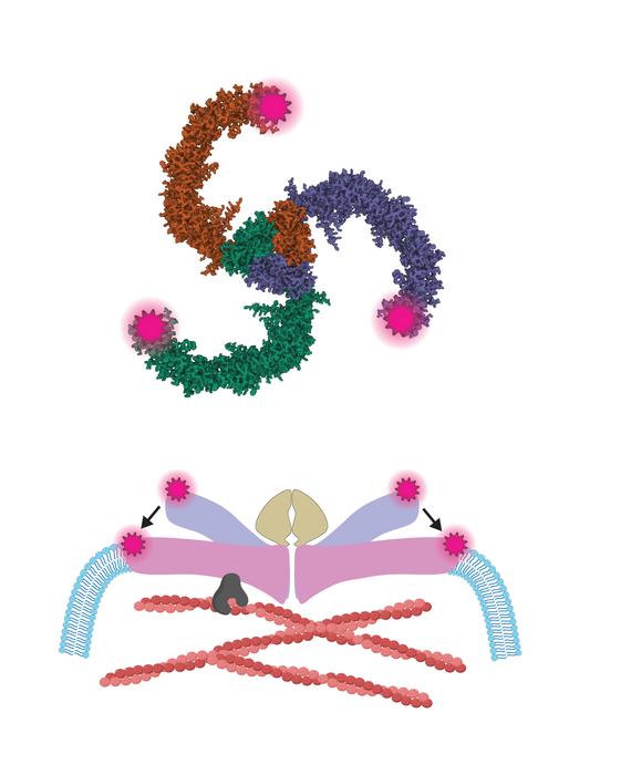 A new clue to how the body detects physical force