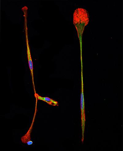 Combined Cells