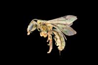 New Bee Species Found in the Pacific