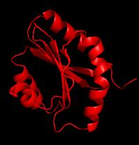 Malaria ADF1