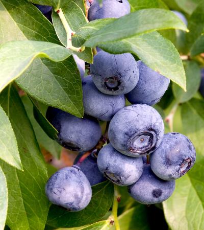Berries