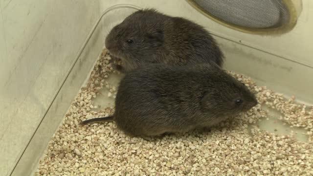 Empathy More Common in Animals than Thought (2 of 2)
