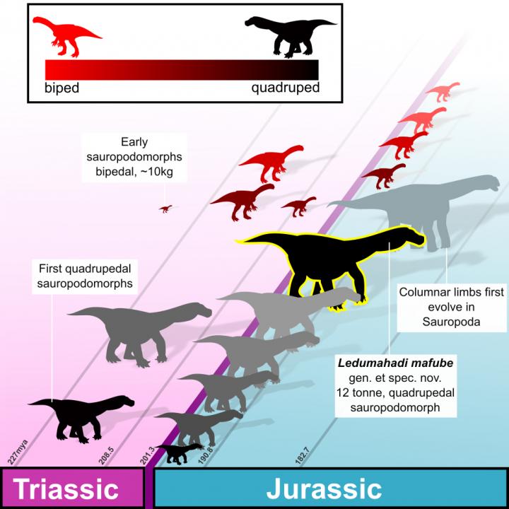 Infographic