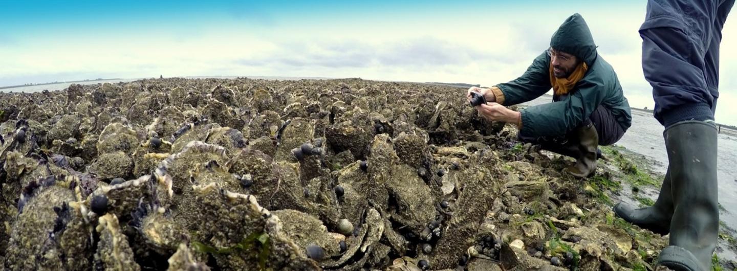 Oyster Reef