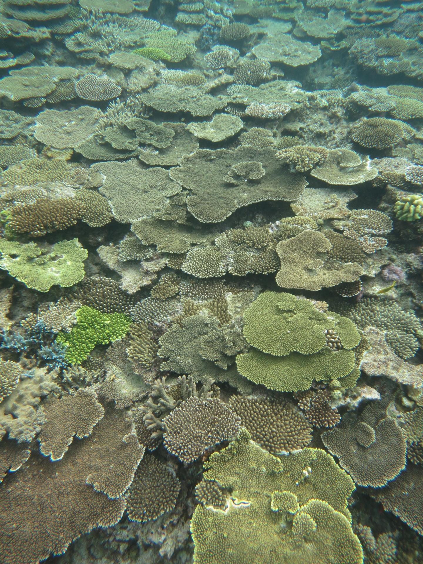 <i>Acropora</i> Assemblage