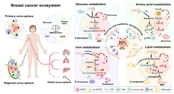 Figure 1. Metabolic reprogramming and exosome-mediated communication within the breast cancer ecosystem.