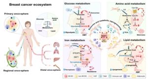 Figure 1. Metabolic reprogramming and exosome-mediated communication within the breast cancer ecosystem.
