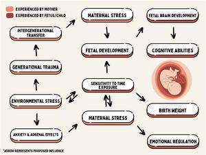 Flowchart depicts the interconnected nature of the proposed factors influencing maternal stress and fetal development.