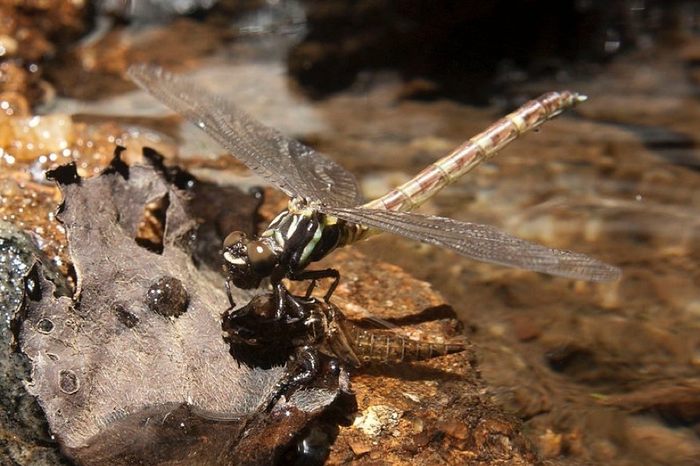 Aquatic insect population