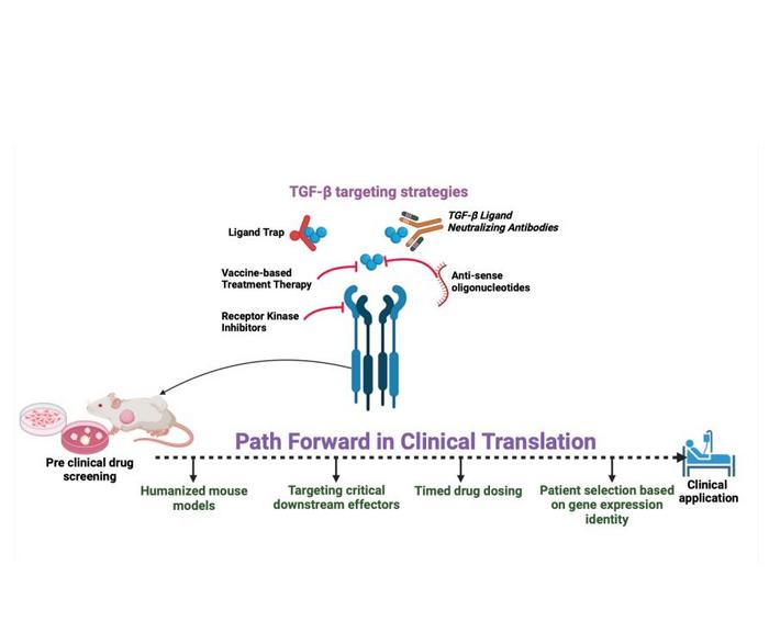 Different approaches to enhance the clinical translation of TGF-β