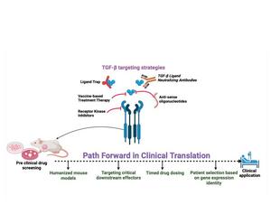 Different approaches to enhance the clinical translation of TGF-β