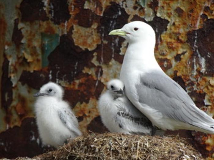 Black-legged kittiwakes with their chicks at Middleton Island, Alaska