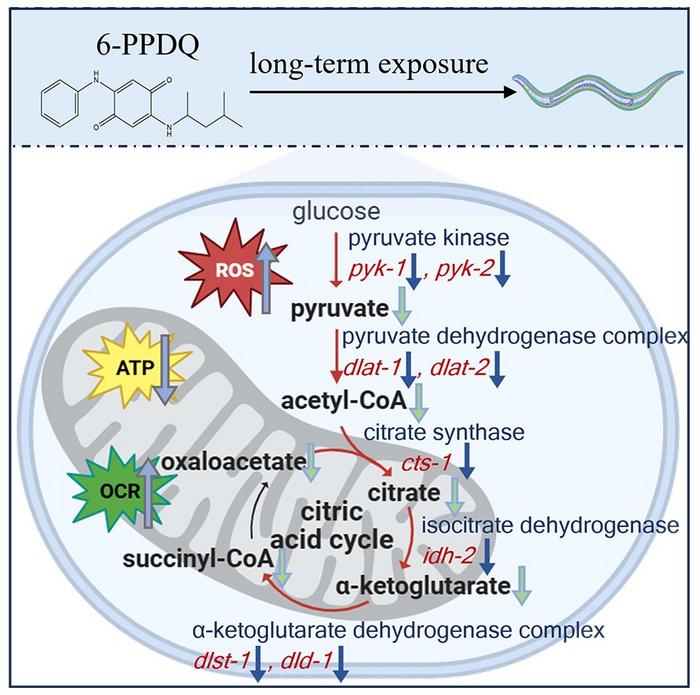 HOW DOES 6-PPDQ DISRUPTS THE CITRIC ACID CYCLE IN CAENORHABDITIS ELEGANS.