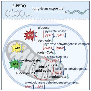 HOW DOES 6-PPDQ DISRUPTS THE CITRIC ACID CYCLE IN CAENORHABDITIS ELEGANS.