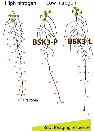 Simplified Model for N-dependent Root Foraging
