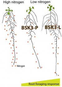 Simplified Model for N-dependent Root Foraging