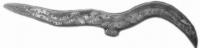 Study Organism <i>C. elegans</i>