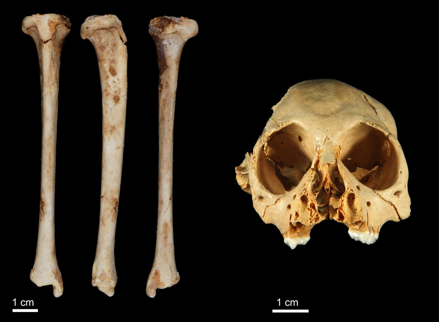 <em>Antillothrix bernensis</em> Tibia