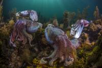 Giant Australian Cuttlefish