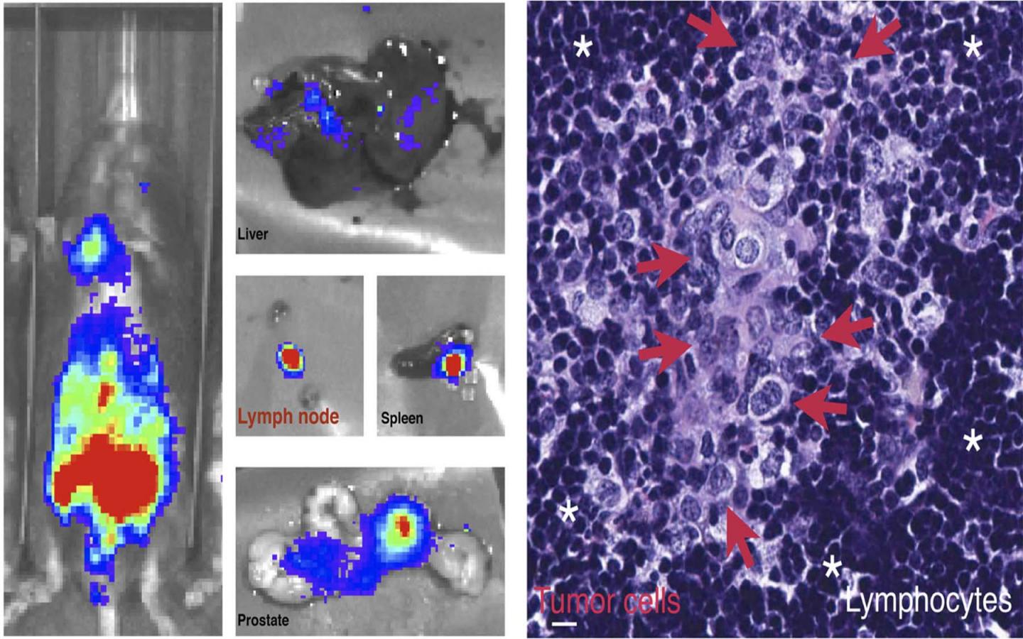 Postmortem Luciferase Analysis