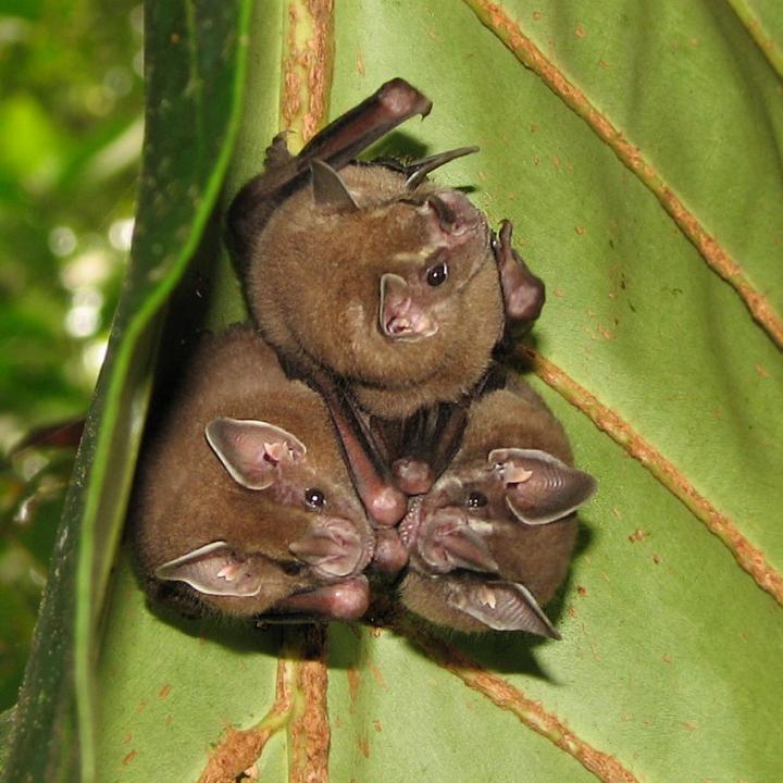 Bats