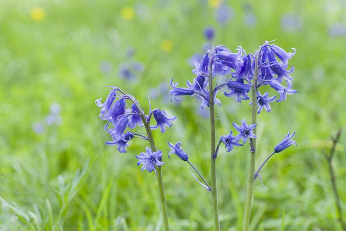 Hybrid bluebells (Hyacinthoides x massartiana)