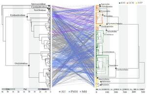 PHYLOGENETIC MAPPING OF ORCHID-FUNGUS ASSOCIATIONS.