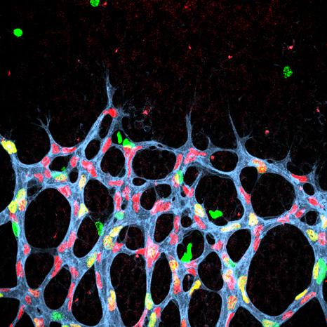 Retinal Blood Supply of a One-Week-Old Mouse