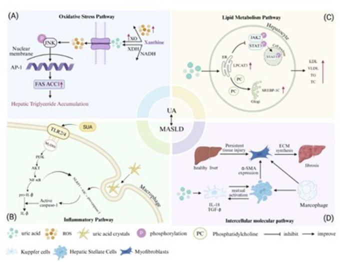 The mechanisms of uric acid in the occurrence and development of MASLD