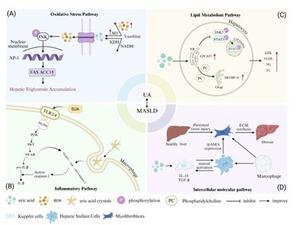 The mechanisms of uric acid in the occurrence and development of MASLD