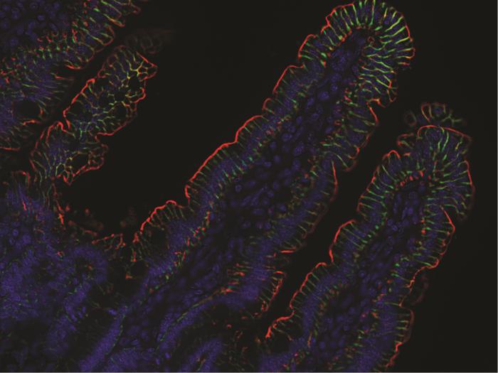 Gasdermin C expressed in mouse intestine