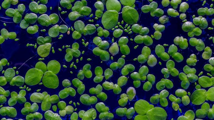 Five species of duckweed