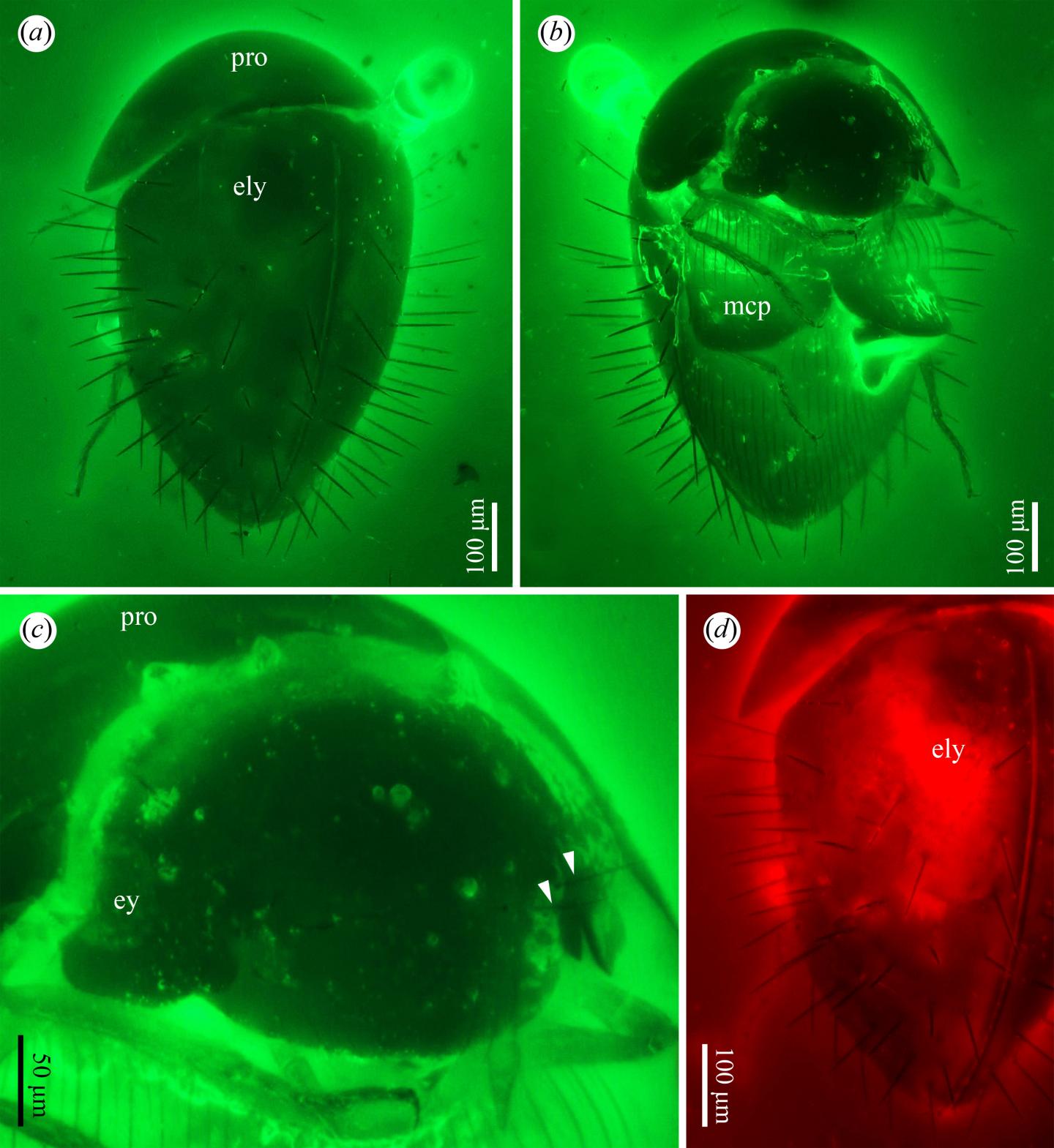 <em>Sphaerothorax uenoi</em> from mid-Cretaceous Burmese Amber