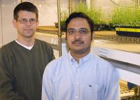 Plant Signaling System Research