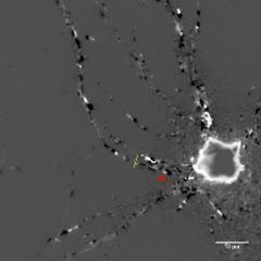 Traffic in a Brain Cell