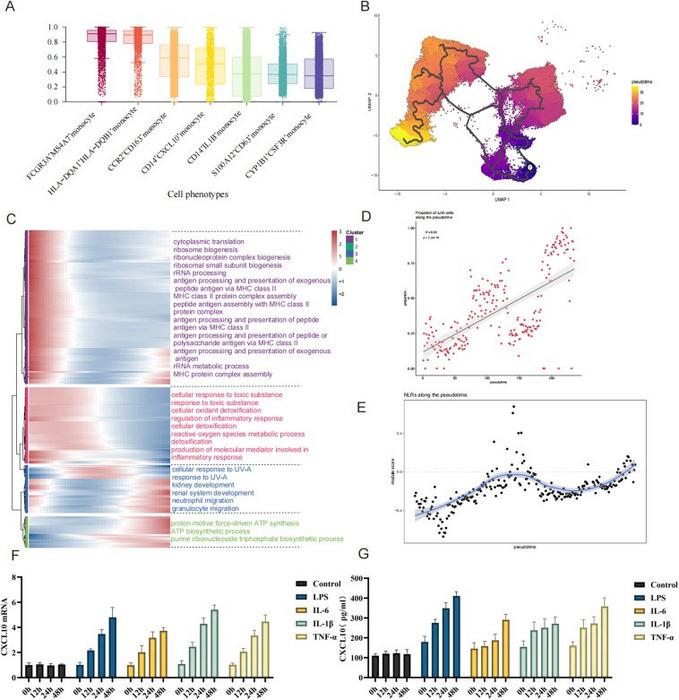 Analysis of monocyte developmental trajectories in sJIA