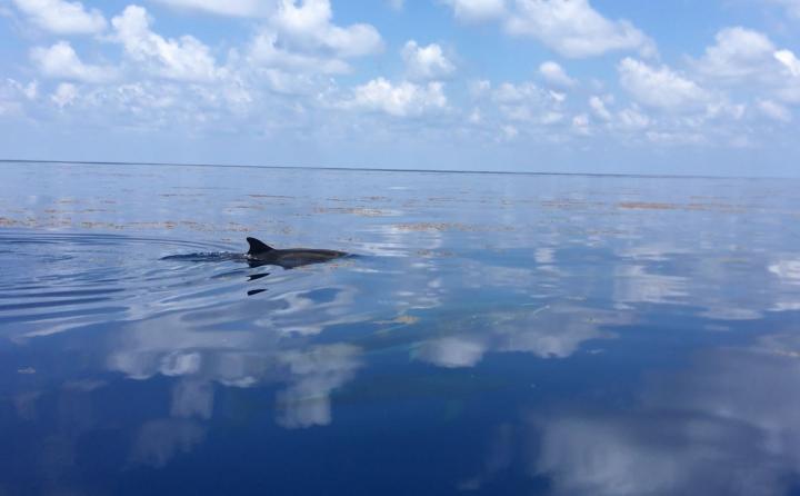 Dolphins and Sargassum
