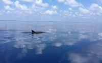 Dolphins and Sargassum