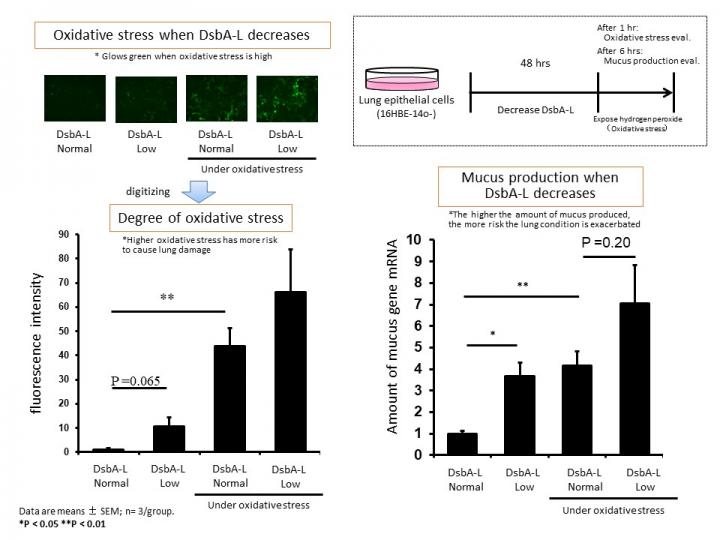 Reduction of DsbA-L