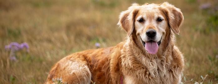 Canine health publication exposes need for heartworm prevention education