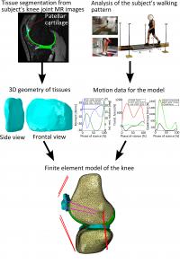 Workflow of the Study