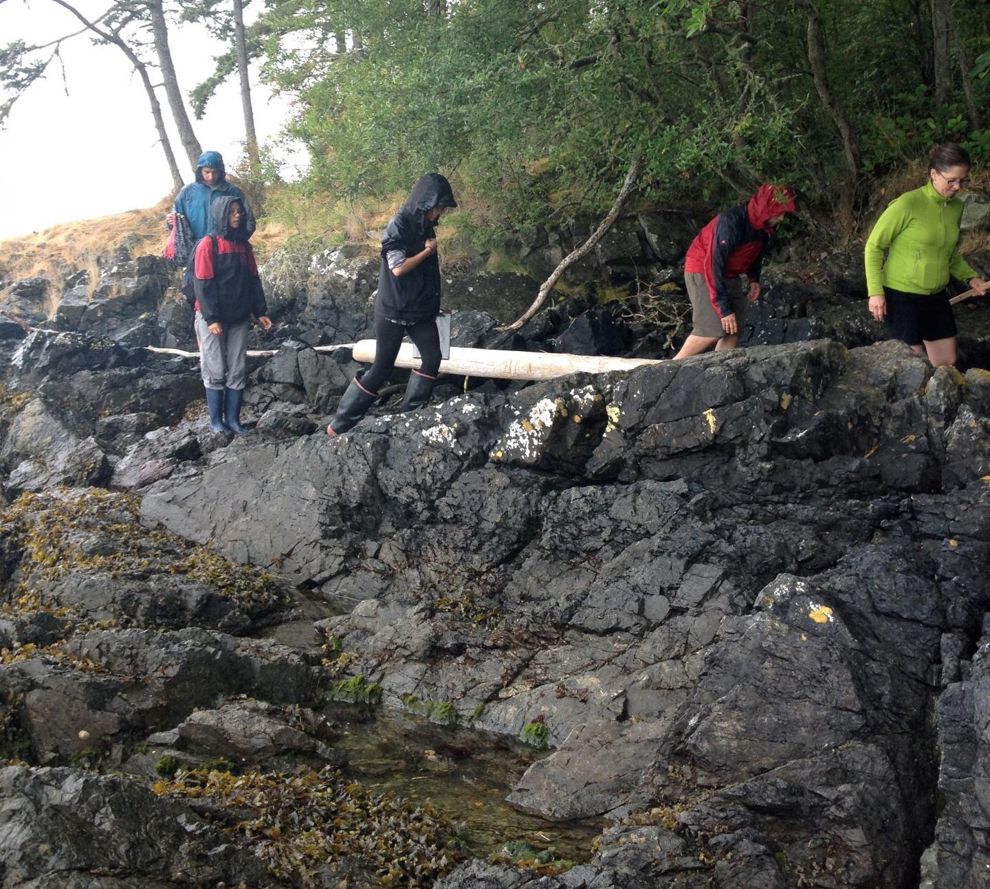 Sea Star Surveys