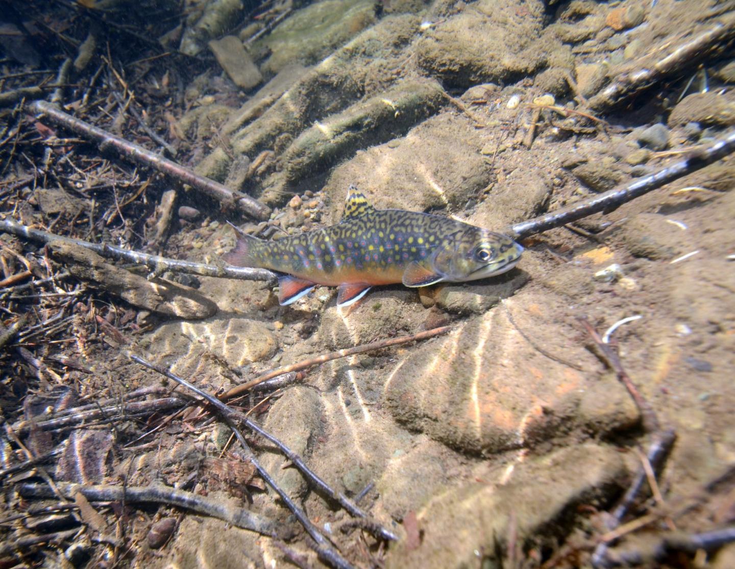 Trout