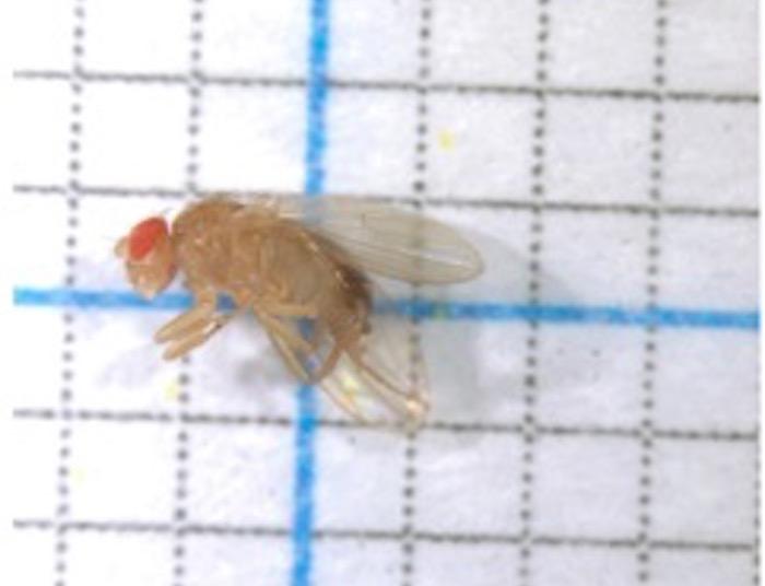 Transgenic Fruit Fly