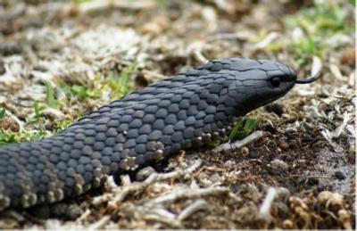 Tiger Snake (1 of 2)