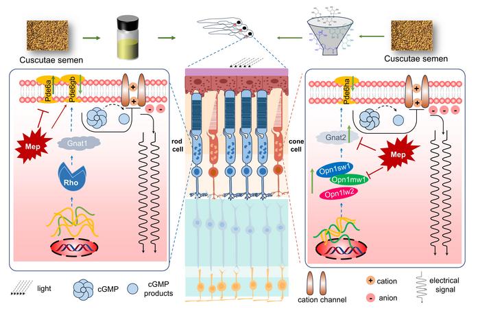 Cuscutae Semen ameliorates mepanipyrim-induced visual impairment in zebrafish via the phototransduction pathway with identification of potential active constituents